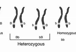 Image result for Hemizygous Mutation