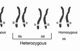 Image result for Homozygous Genetics
