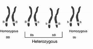 Image result for Picture of Homozygous