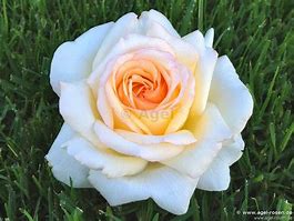 Image result for Anastasia Hybrid Tea Rose