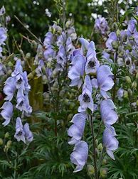 Image result for Aconitum Stainless Steel