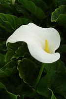 Image result for Arum Flower