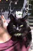 Image result for Arrogant Cat Pinterest