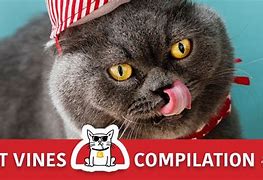 Image result for Stickers Funny Vines