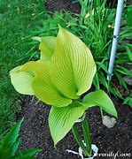 Image result for Hosta Ultramarine