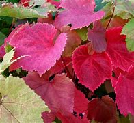 Image result for Vitis coignetiae Claret Cloak