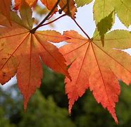 Image result for Small Leaf Maple Tree