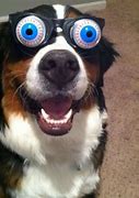 Image result for Funny Dogs Wearing Glasses