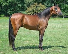 Image result for Front View Horse Sketches