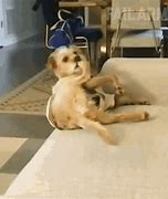 Image result for Hilarious Animals Epic Fail GIF