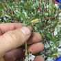 Image result for Trimming Guara Seed Pod