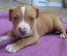 Image result for Red Nose Female Pit Bull
