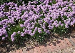 Bildergebnis für Allium senescens Lisa Blue