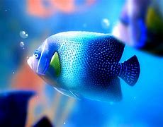Image result for iPhone 2G Fish Wallpaper