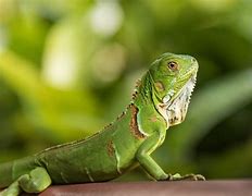 Billedresultat for iguana photos