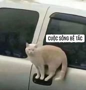 Image result for Bế Tắc Meme