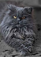 Image result for Persian Cat Black and Grey