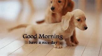Image result for Have a Great Day Animal Meme