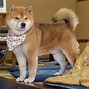 Image result for Fluffy Shiba Inu