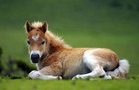 Image result for Adorable Horses