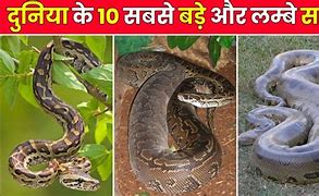Image result for India Longest Snake