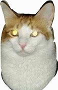 Image result for Cursed Cat Meme PNG