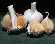 Image result for elephant garlic garlic