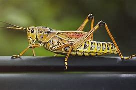 Image result for Giant Grasshopper