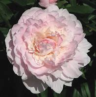 Image result for Paeonia Mme Calot (Lactif-D-Group)