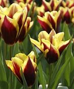 Image result for Tulipa Gavota