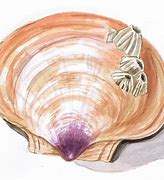 Image result for Clam Shell Watercolor