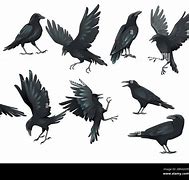 Image result for Raven Drawing Reference