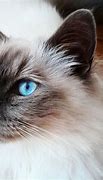 Image result for White Long Hair Cat Blue Eyes