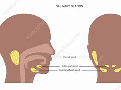 Image result for Salivary Glands