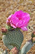 Image result for Cactus Desert Wallpaper 4K