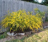 Image result for Low Maintenance Fast Growing Shrubs