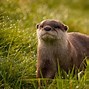 Image result for Otter and Cow Wallpaper