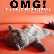 Image result for wednesday tired memes cats