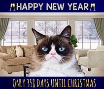 Image result for Grump Cat Funny New Year Meme