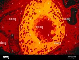 Image result for Chlamydia Pathogen