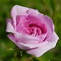 Image result for Pink Cut Roses