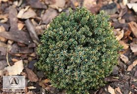 Image result for Picea glauca Blue Planet
