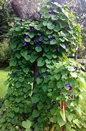 Image result for Morning Glory Climbing Vine