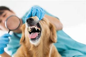 Image result for Papillomavirus Dogs