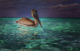 Image result for Sunset Background Pelican