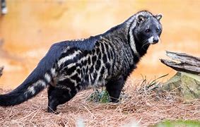Image result for Columbus Zoo Civet