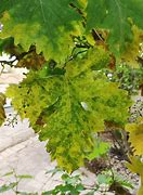 Image result for Grape Diseases Identification