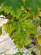 Image result for Grape Diseases Identification