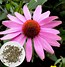 Image result for Echinacea purpurea Indian Summer (r)