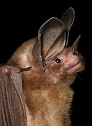 Image result for Pygmy Bat